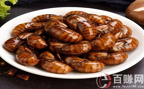 在農(nóng)村養(yǎng)啥賺錢(qián)?冷門(mén)而又暴利的知了猴!