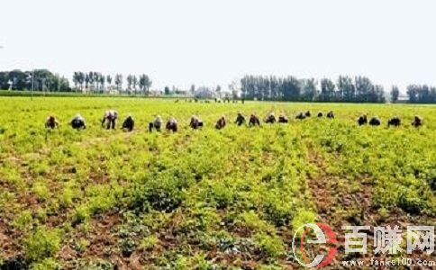 種藥材賺錢嗎?種植藥材應(yīng)當(dāng)掌握的幾個(gè)關(guān)鍵點(diǎn)! 第2張