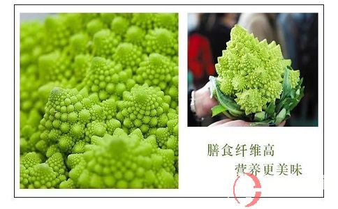 想要農場種蔬菜賺錢，就來種救心菜和寶塔花菜! 第2張
